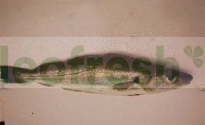 WHOLE FRESH TROUT