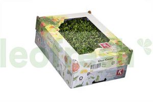CORIANDER CRESS