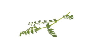 HUMMUS LEAVES