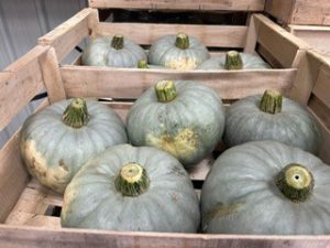 BLEU PUMPKIN