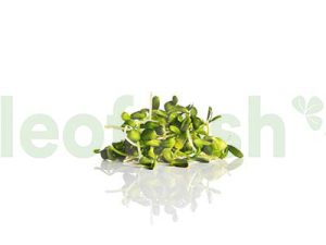 SUNFLOWER SPROUT