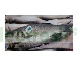 SEABASS FARMED 800/1000