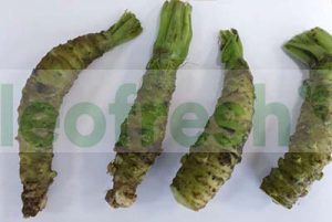 WASABI ROOTS