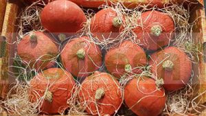 PUMPKIN