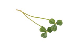 CITRA LEAVES