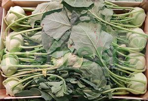 KOLORABI
