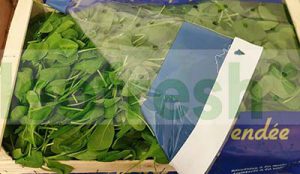 BABY SPINACH