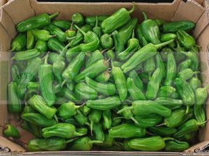 PADRON PEPPER