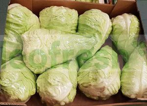 CABBAGE POINTED