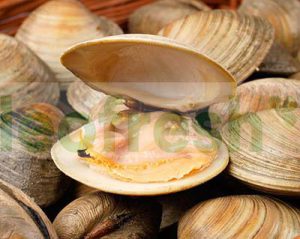 CLAMS MED 1KG