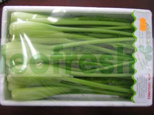 BABY FENNEL IN DISH