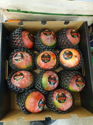 MANGO KENT BY PLANE