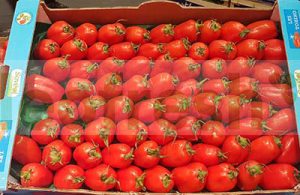 TOMATO TORINO