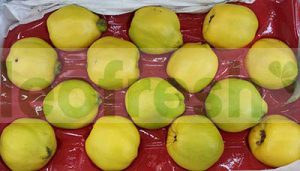 QUINCE FRUIT