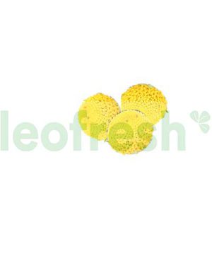 SECHUAN BUTTON