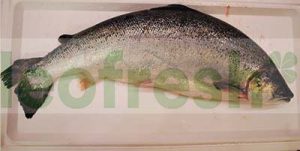 SALMON 4/5 SUP