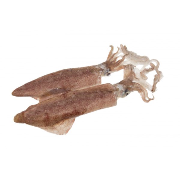 CLEANED WHOLE SQUID 800/1000