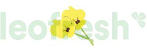CORNOBIA BLOSSOM 2 X 50 PC