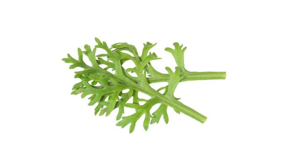 KIKUNA CRESS