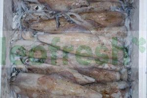 SQUID 500/1KG