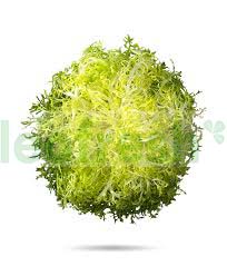 FINE FRISEE SALAD
