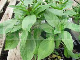 BASIL THAI IN BUNCH