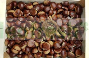 CHESTNUT