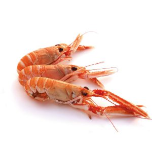 SCAMPI IN ICE 5/9