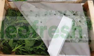 ICED FICOIDE SALAD