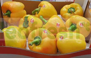 YELLOW PEPPER