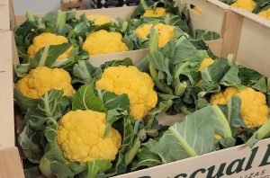 CAULIFLOWER YELLOW