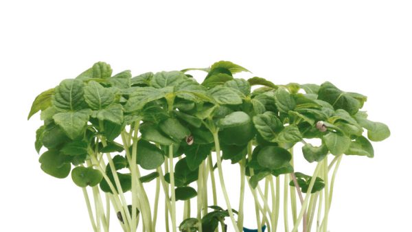 SHISO GREEN