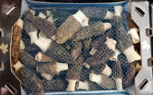 MOREL
