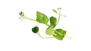 CRAZY PEA / SALAD PEA