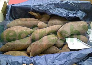 YACON ROOTS