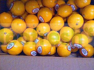 LEMON MEYER