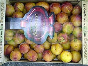 PLUM YELLOW