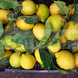 LEMON WITH LEAF