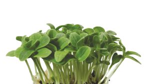 BORAGE CRESS