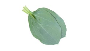 OYSTER LEAVES X 2
