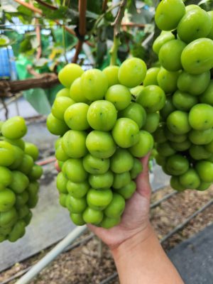 GRAPES SHINE MUSCAT