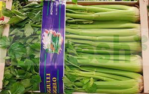 CELERY STICK LEAVES