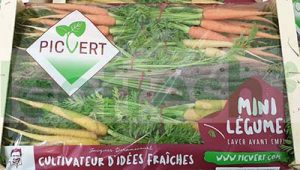 CARROT BABY MULTICOLORED IN BUNCH