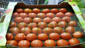 TOMATO ROMA