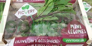 BEETROOT RED BABY IN BUNCH