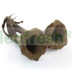 BLACK TROMPETTE x 3 KG