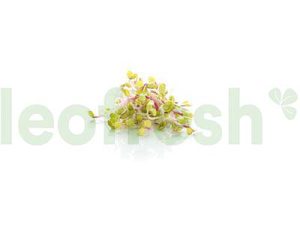 RADISH SPROUT