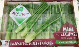 BABY FENNEL IN BUNCH