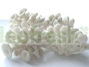 SHIMEJI / SHIMAJI WHITE  IN DISH