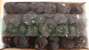 TRUFFLE SUMMER TUBER AESTIVUM